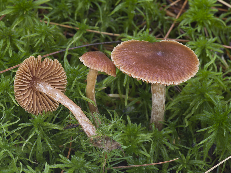 Cortinarius albovariegatus